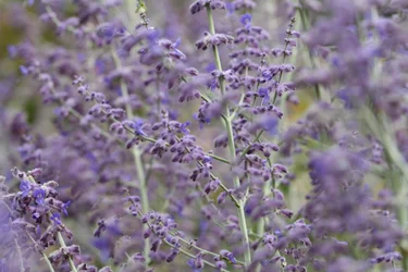 Lavanda de Garsington, 2009